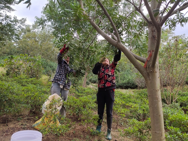 句容下蜀镇近200亩碧根果开采