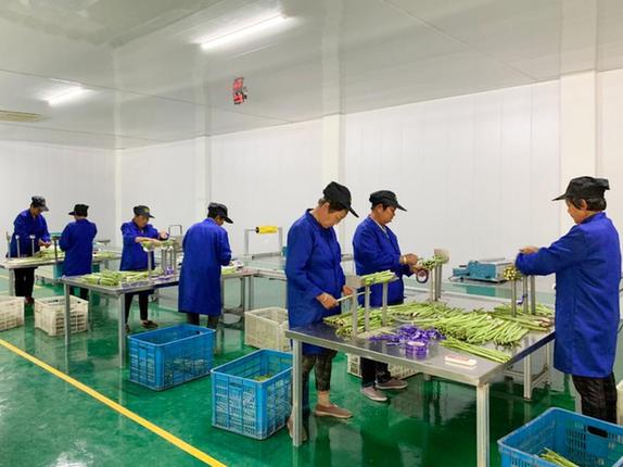大伦镇党委书记薛勇明表示,大伦镇以村级党组织为核心,以合作社为纽带