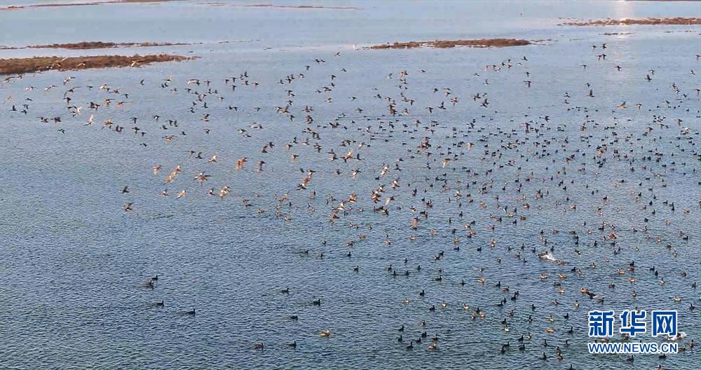 大批越冬候鸟现身江苏东台沿海湿地_新华网江苏频道