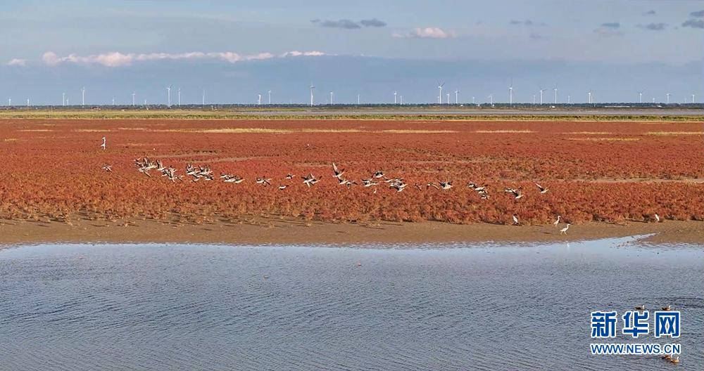 大批越冬候鸟现身江苏东台沿海湿地_新华网江苏频道