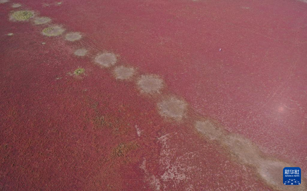 国道之行 海阔天空 | 江苏东台：湿地“红毯” 美景如画_新华网江苏频道