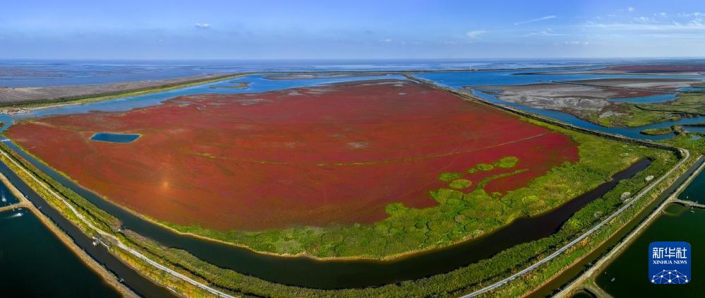 国道之行 海阔天空 | 江苏东台:湿地“红毯” 美景如画_新华网江苏频道