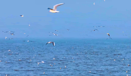 连云港沿海湿地迎来大批越冬候鸟_新华网江苏频道