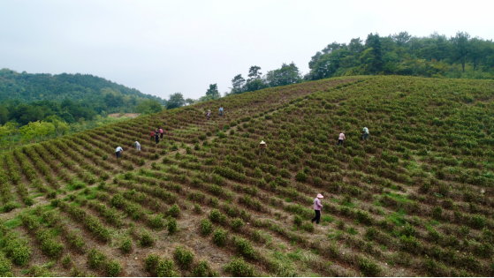 茶农抢抓时机，做好农事补救