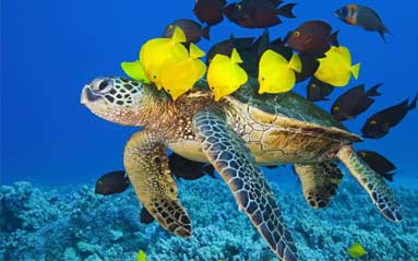 壁纸 海底 海底世界 海洋馆 水族馆 383_239