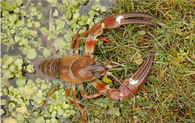 苏格兰小龙虾泛滥入侵:20cm 体形堪比海裏的龙虾