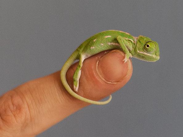 最美<em>双胞胎姐妹</em>校花走红 肤白貌美成绩优异_图