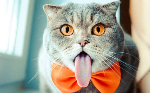 数学帝葛军:未参加2015江苏高考数学命题