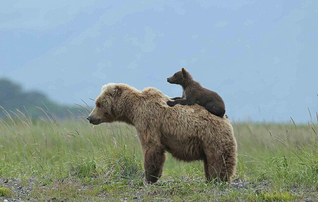 熊宝宝在妈妈背上搭便车暖心瞬间