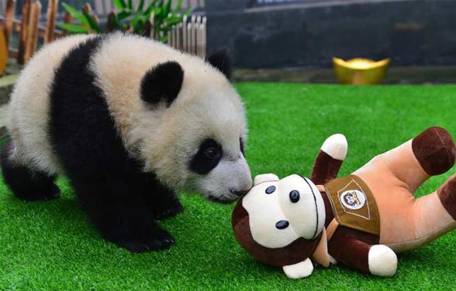 太可爱了!大熊猫宝宝集体卖萌