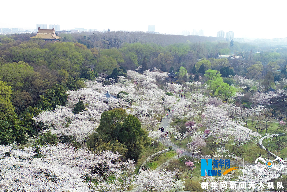 雲蒸霞蔚櫻花情 航拍“江蘇·福岡友好櫻花園”