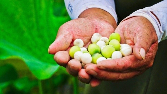 致富荷塘迎豐收 蓮心清脆連心甜