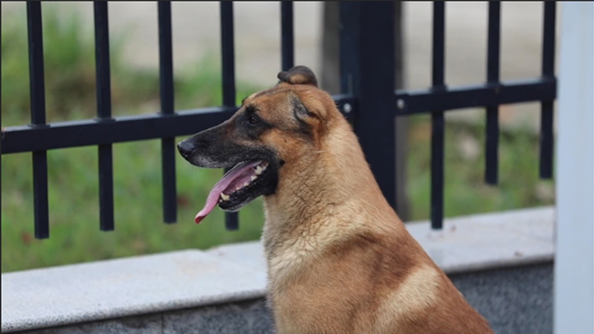高溫下的堅守｜獨耳搜救犬的烈日守衛戰