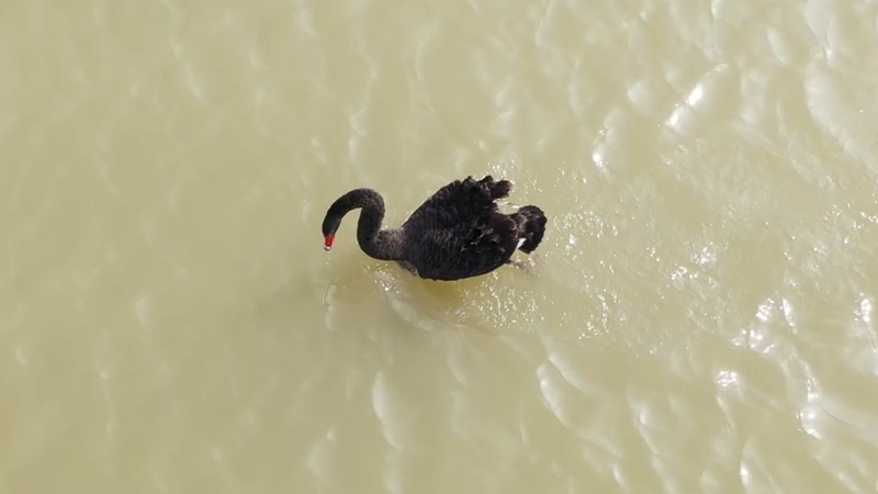 迁徙季，洪泽湖里飞来落单黑天鹅