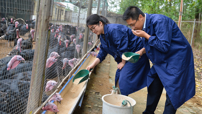 逐夢路上·我們的奮鬥|“火鳳凰”魯曼的鄉村振興夢