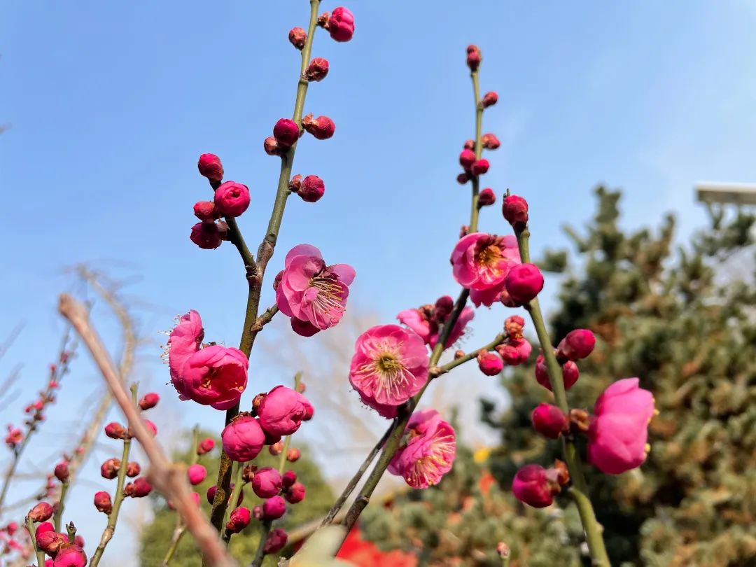 春意盎然，朵朵梅花俏枝头