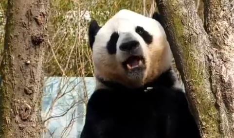 吃嘛嘛香，围观大熊猫“干饭”
