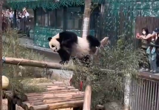 南京的熊猫太会“营业”了