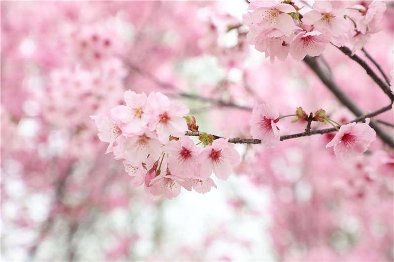 花烂漫 春盎然