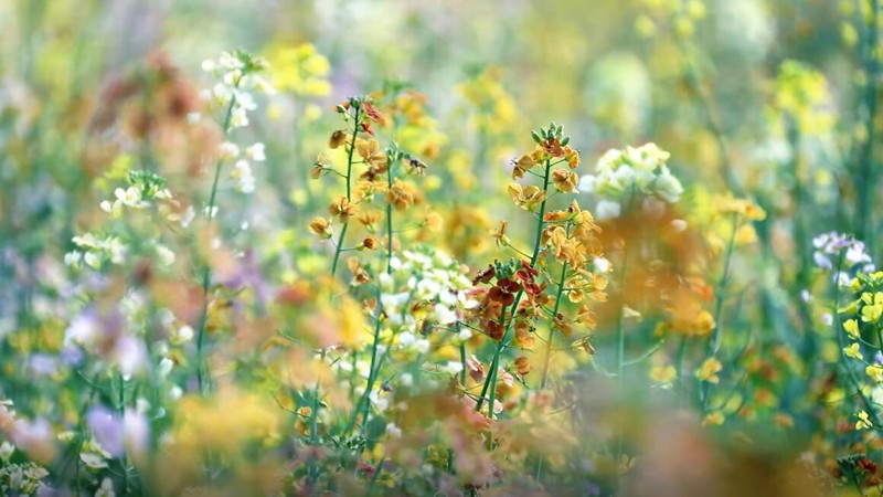 绝美五彩油菜花，带你走进油画般的春天