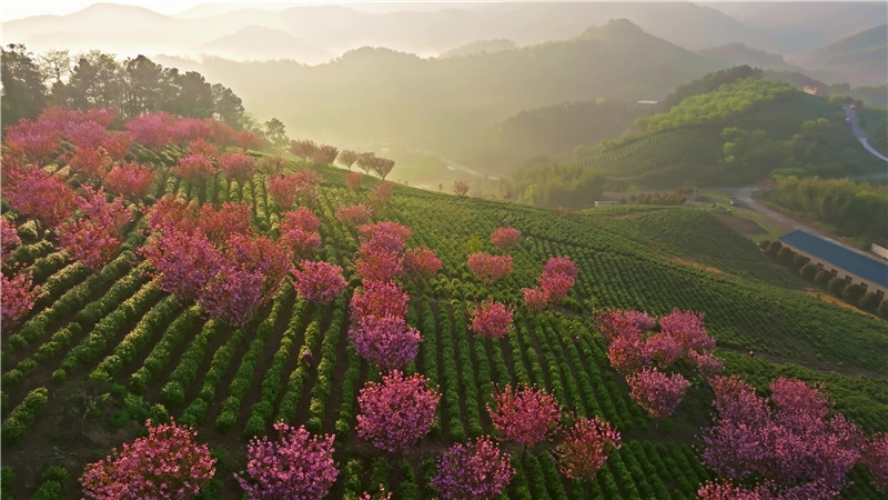 千亩茶园美如画 茶农“画中”采茶忙