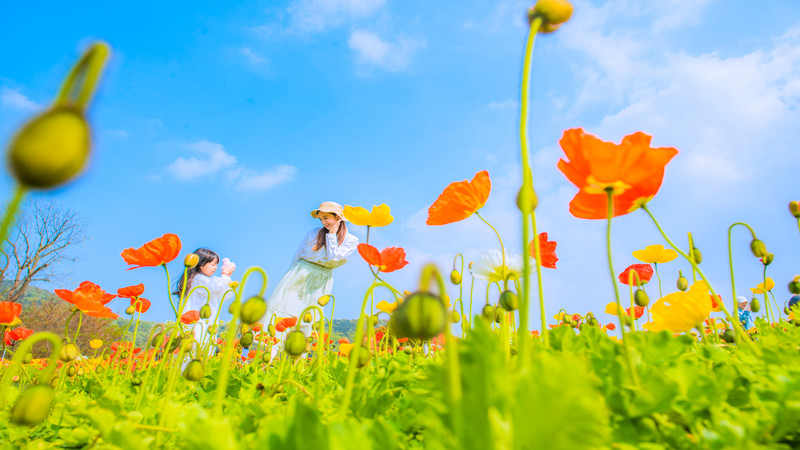 以“颜值”带产值 “追花者”催热赏花经济