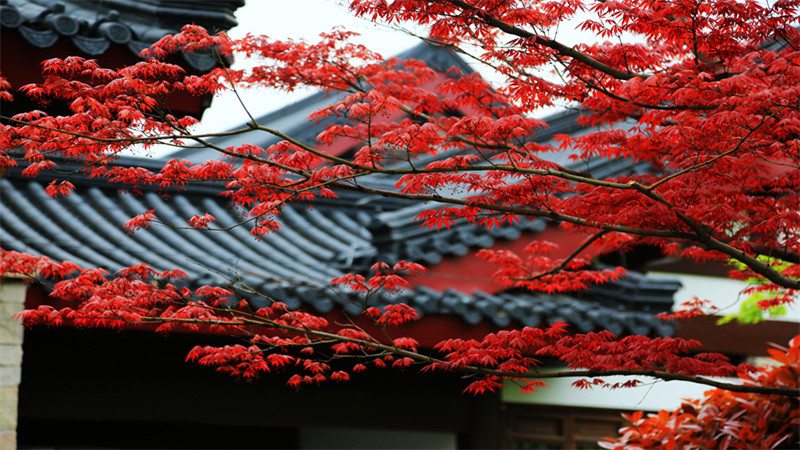 春日也有好“枫”景