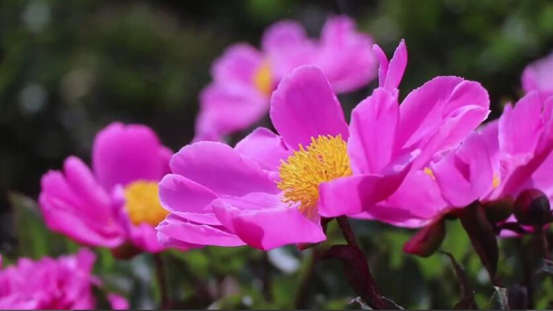 江南春不晚，东篱芍药开