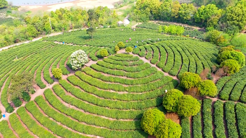 南京高淳：绿色发展谋致富 青山滴翠茶飘香