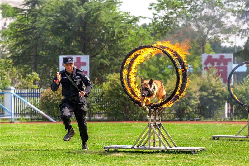 又飒又勇！看警犬训练场上展神威