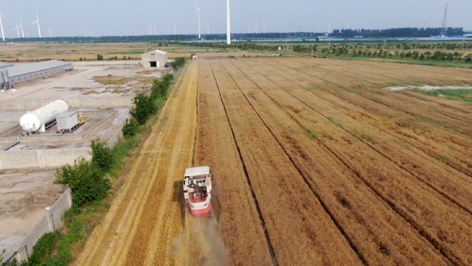 江苏如东：盐碱垦区小麦喜获丰收 初测亩均产量超428公斤