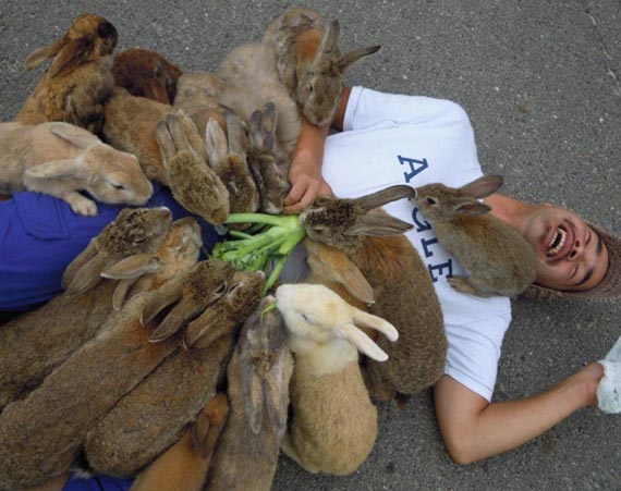 日毒气岛变兔天堂 向游客摇耳乞食