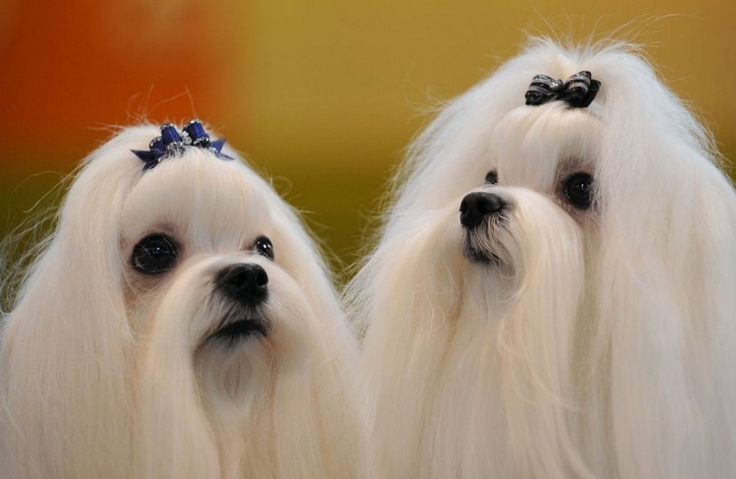 张柏芝自揭拍艳照原因 称对霆锋死心星洲密会